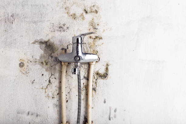 Best Health and Safety Mold Remediation in Gananda, NY