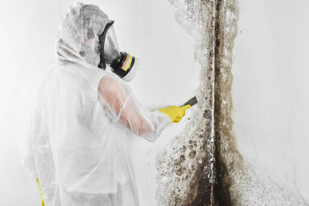 Best Residential Mold Remediation in Gananda, NY