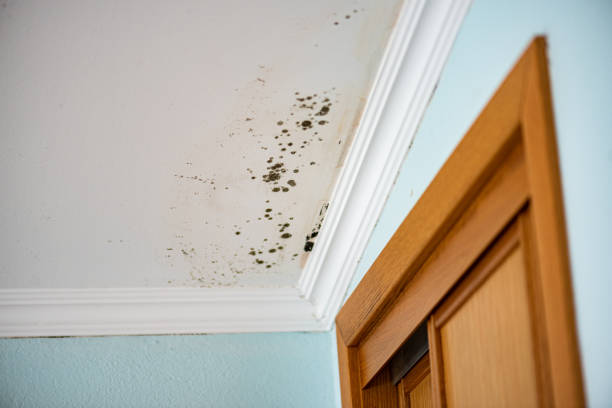 Best DIY Mold Remediation Support Services in Gananda, NY
