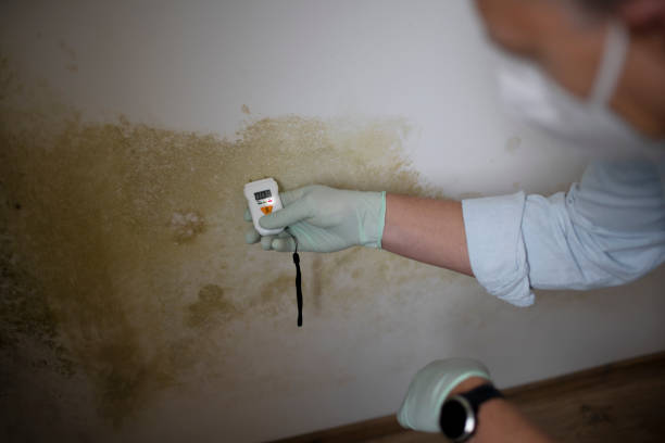 Best Kitchen Mold Remediation in Gananda, NY