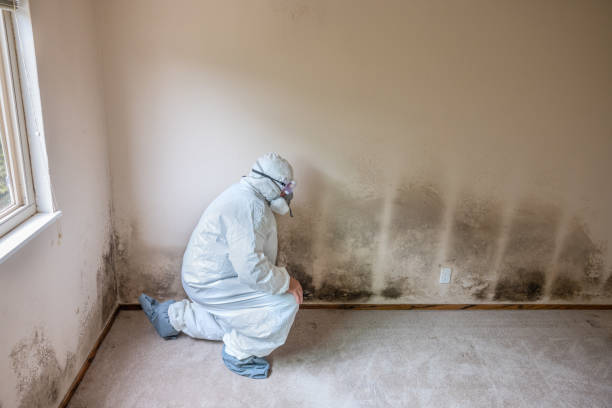 Best Basement Mold Remediation in Gananda, NY