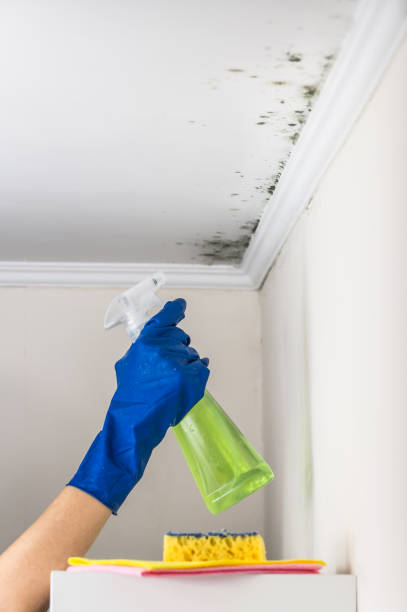 Best Post-Flood Mold Remediation in Gananda, NY