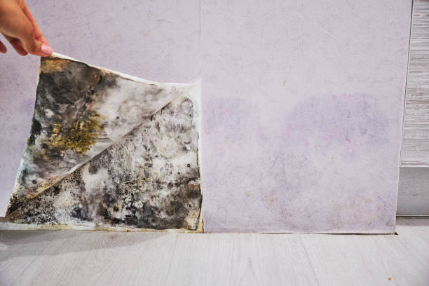 Best Mold Testing and Inspection Services in Gananda, NY